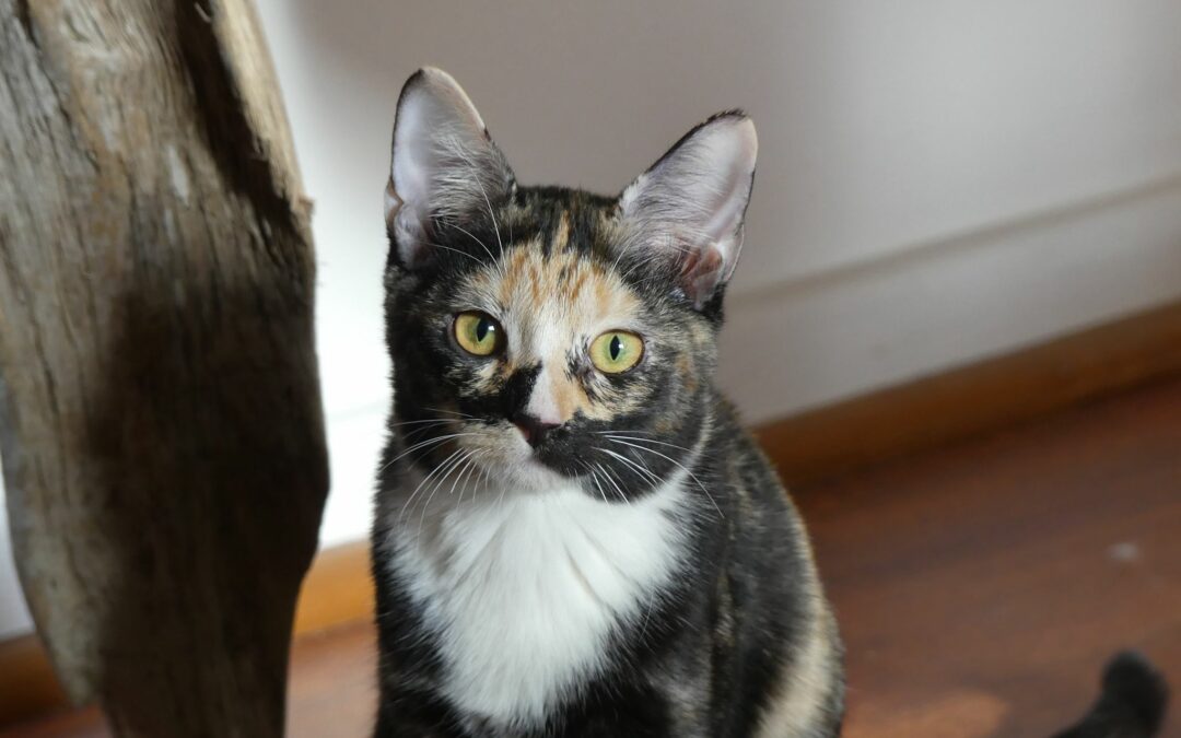 Gipsy – Visible en famille d’accueil