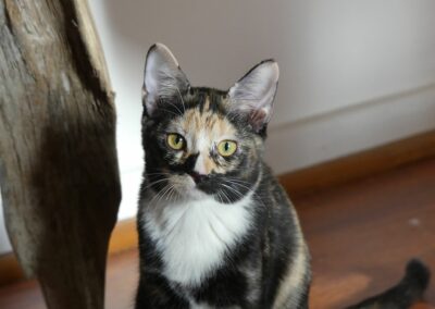 Gipsy – Visible en famille d&rsquo;accueil