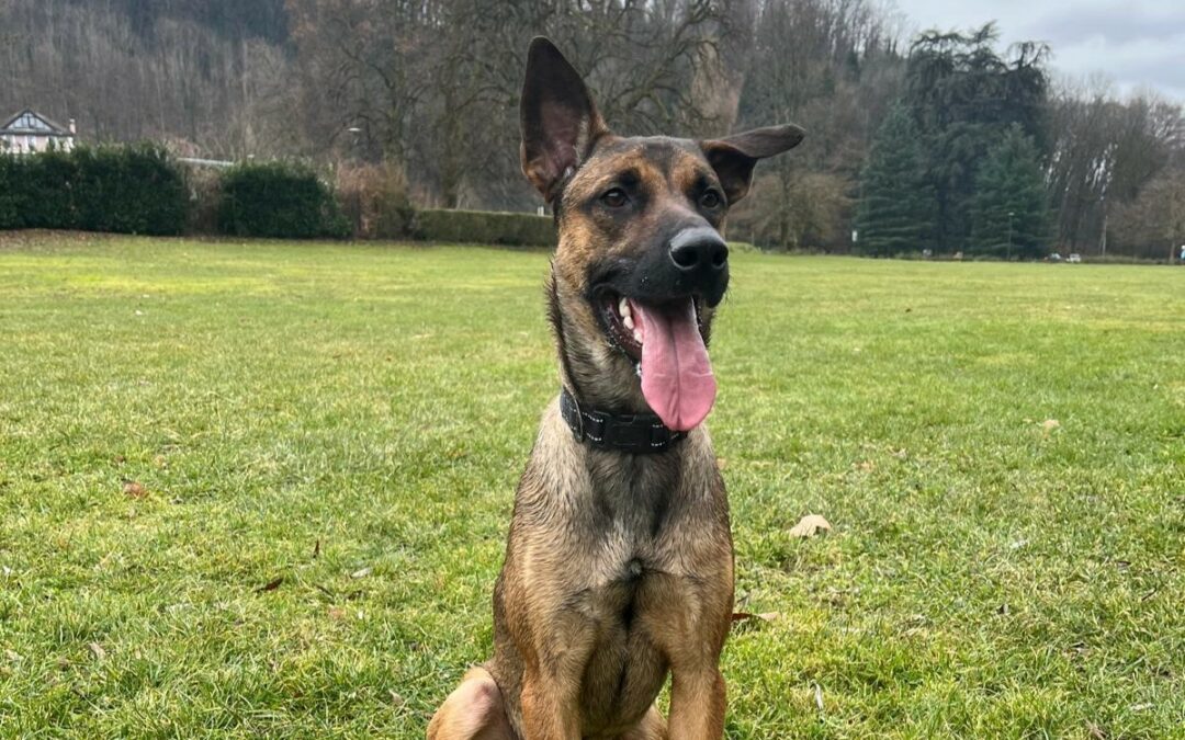 Hazul – Visible en famille d&rsquo;accueil