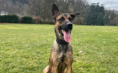 Hazul – Visible en famille d&rsquo;accueil