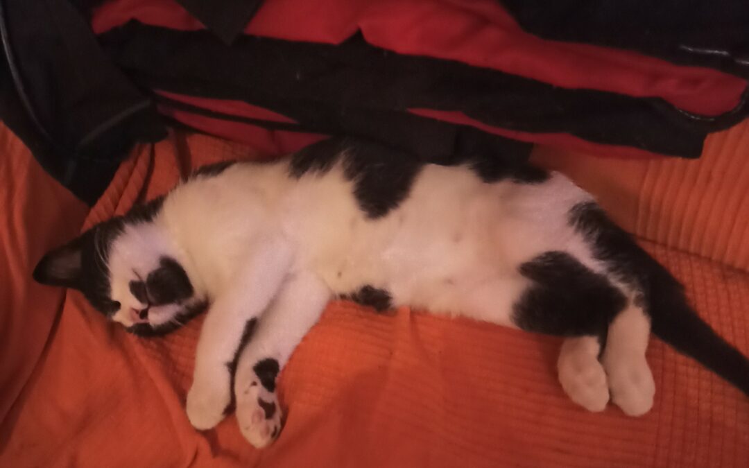 Mafalda – Visible en famille d’accueil