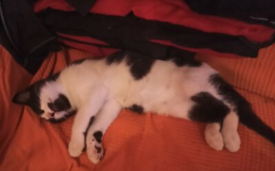 Mafalda – Dossier en cours