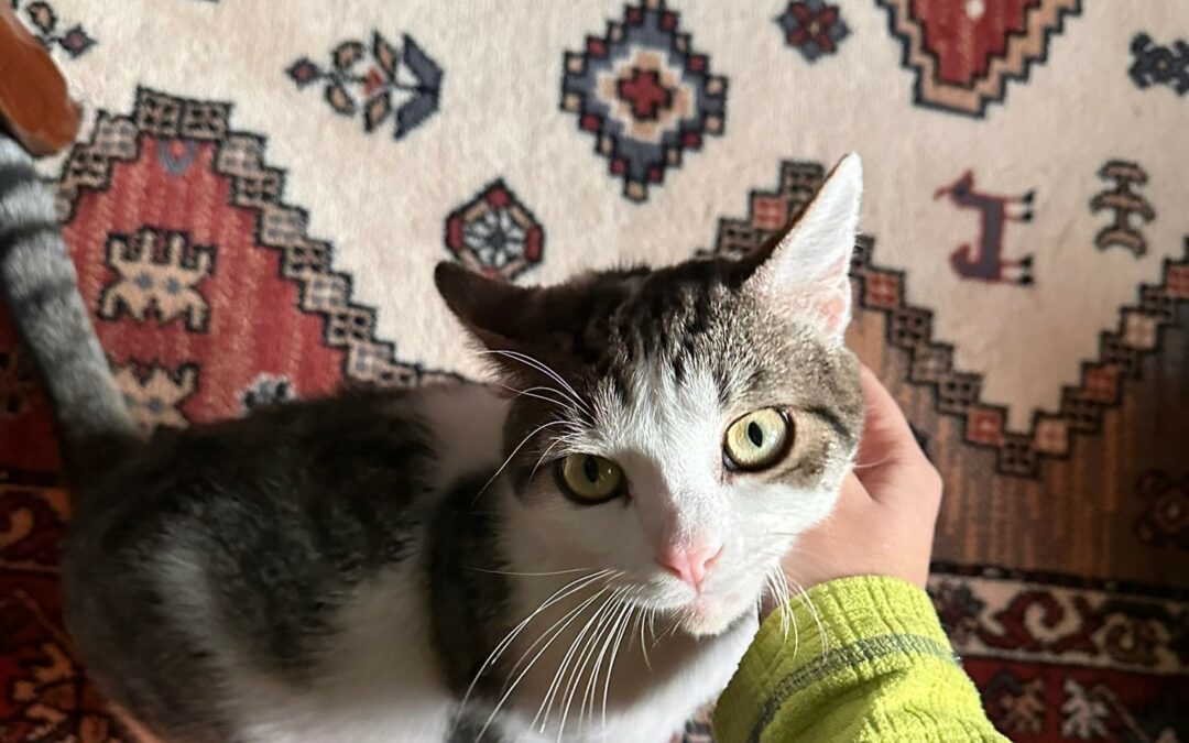 Marvin – Visible en famille d’acceuil