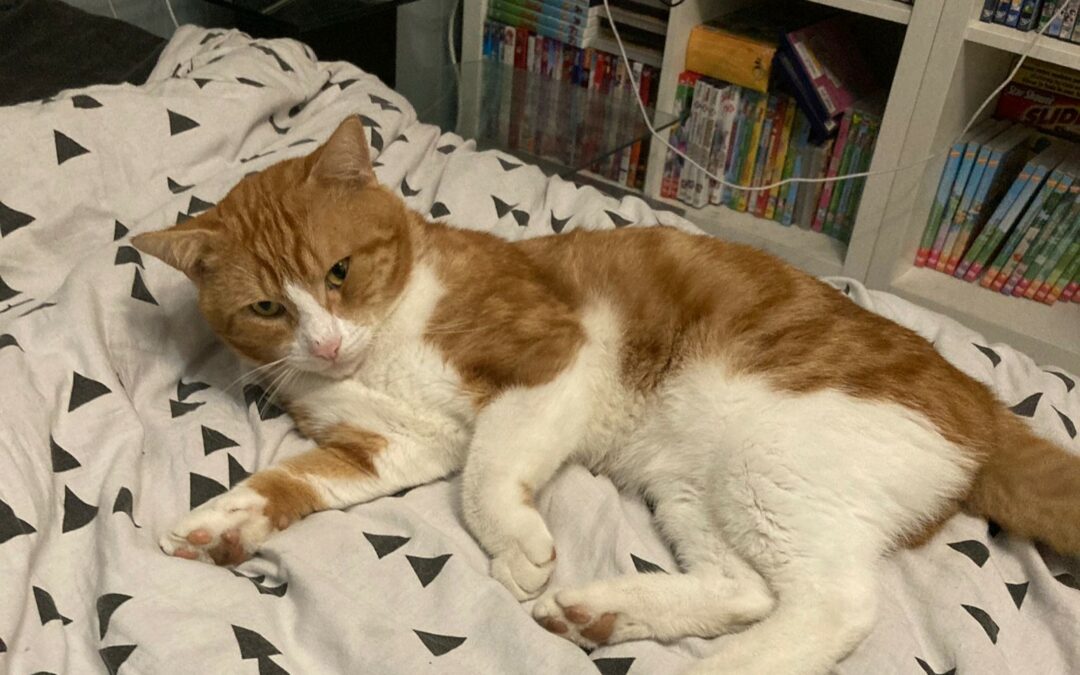 Némo – Visible en famille d’accueil