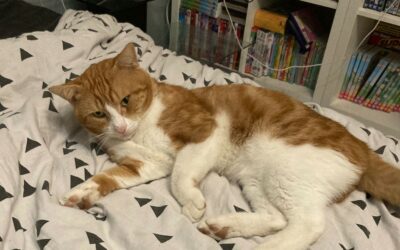 Némo – Visible en famille d’accueil