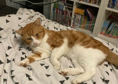 Némo – Visible en famille d&rsquo;accueil