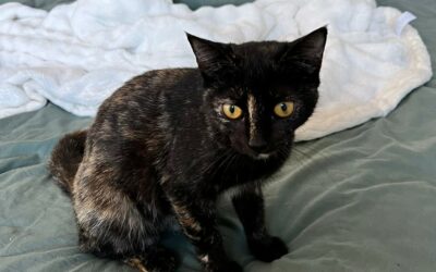 Ollie – Visible en famille d’acceuil