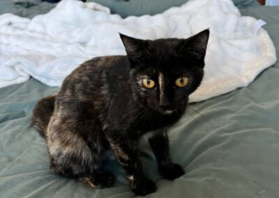 Ollie – Visible en famille d&rsquo;acceuil