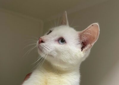 Sunny – Adopté en Décembre 2025