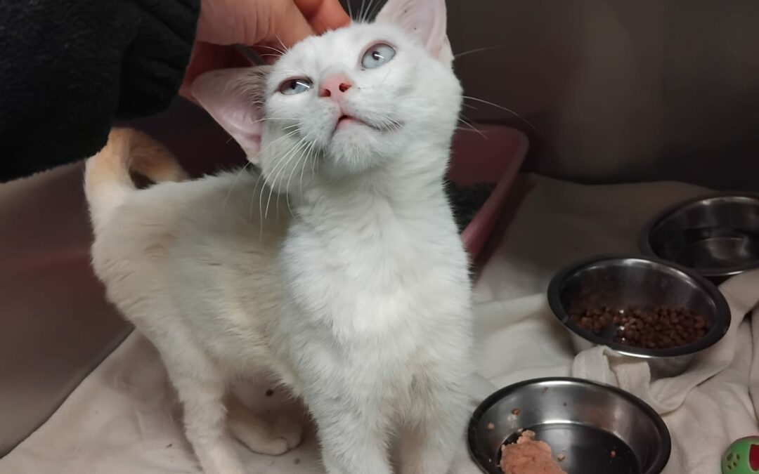 Achille – Adopté en Janvier 2026