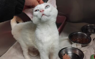 Achille – Adopté en Janvier 2026