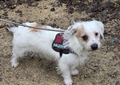 Alexandro – Adopté en Février 2026