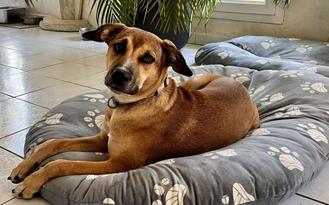 Amaya – Visible en famille d&rsquo;accueil