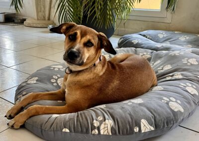 Amaya – Dossier en cours