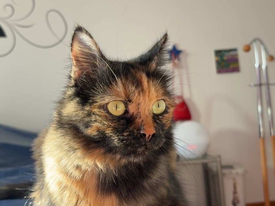 Arielle – Adoptée en Janvier 2026