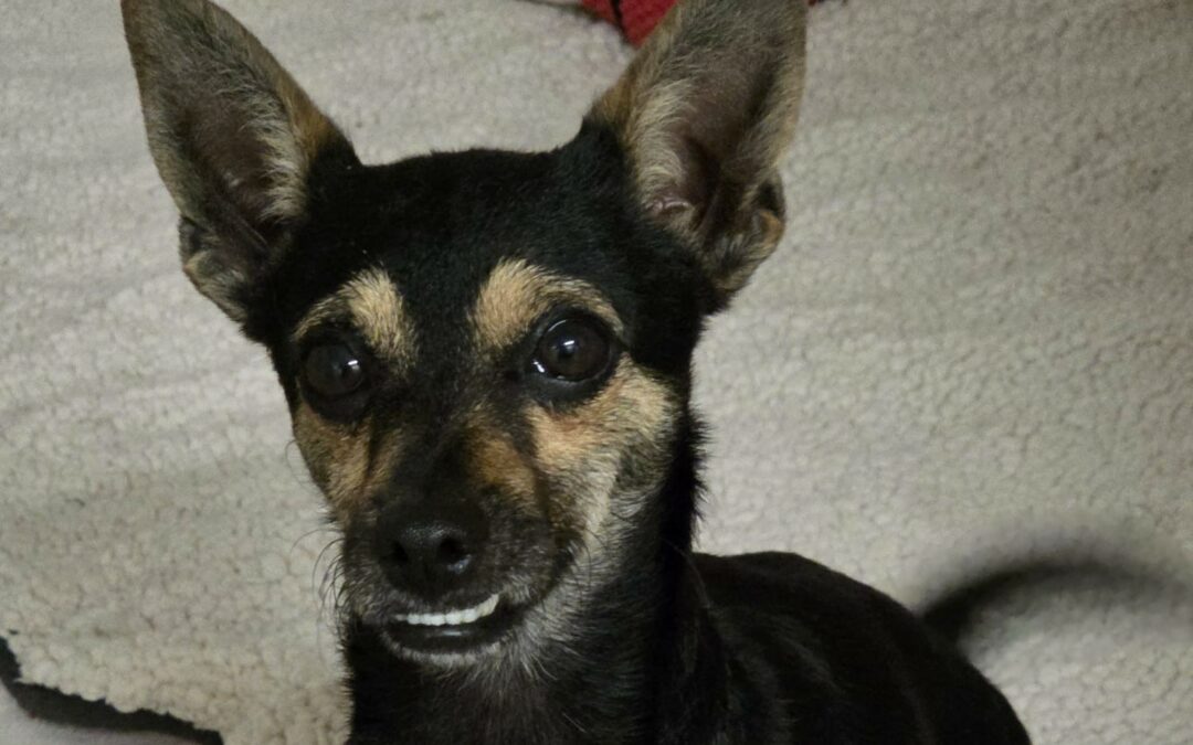 Choupy – Réservé