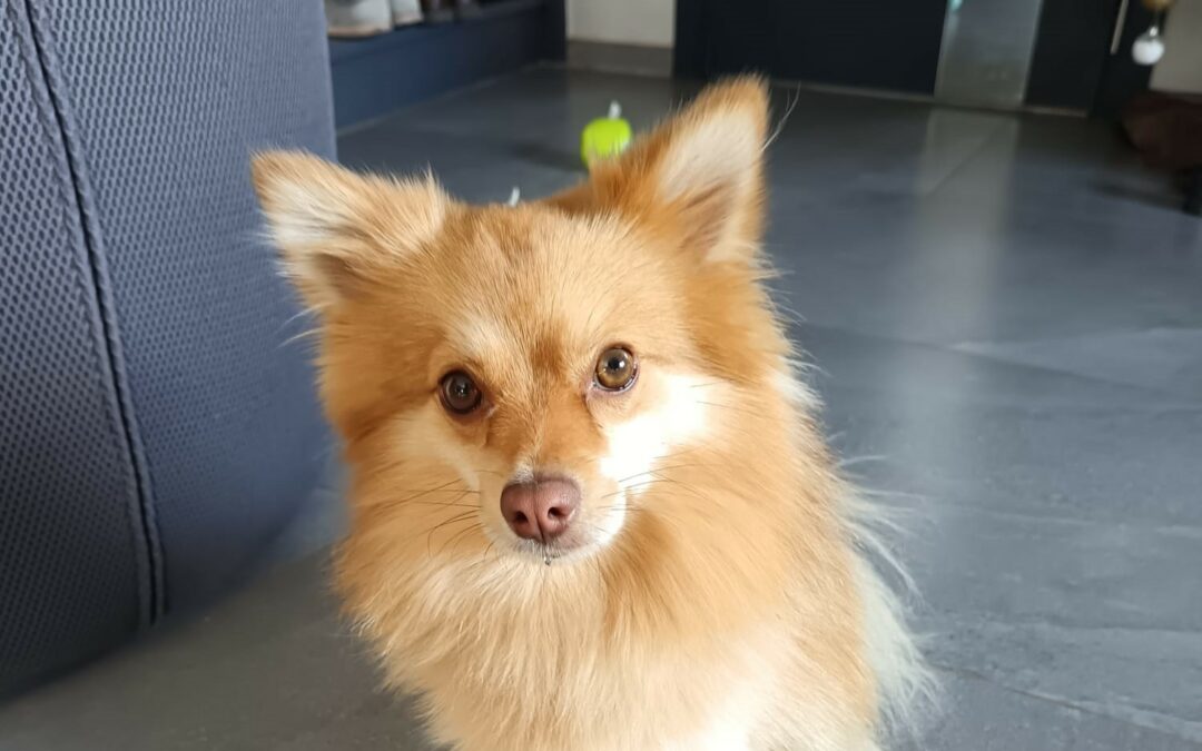 Cookie – Visible en famille d&rsquo;accueil