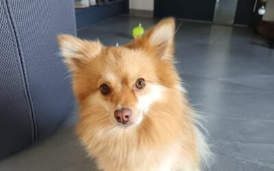 Cookie – Adopté en Janvier 2026