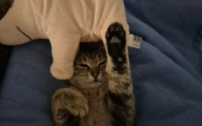 Ginny – Dossiers en cours