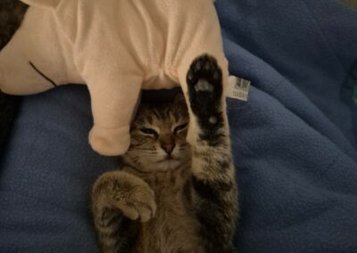 Ginny – Dossiers en cours