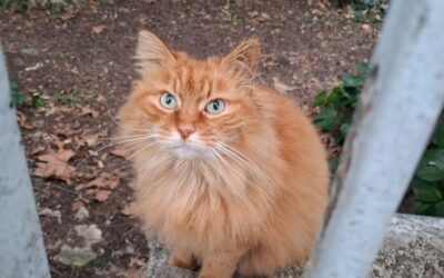 Kiwi – Visible en famille d&rsquo;accueil