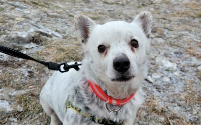 Mickey – Adopté en Janvier 2026