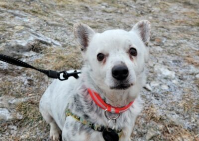 Mickey – Adopté en Janvier 2026