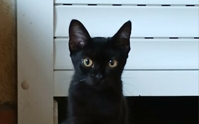 Mystie – Visible en famille d&rsquo;accueil