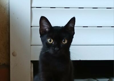 Mystie – Dossiers en cours