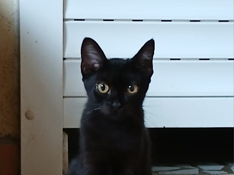 Mystie – Dossiers en cours