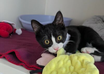 Phila – Adopté en Janvier 2026