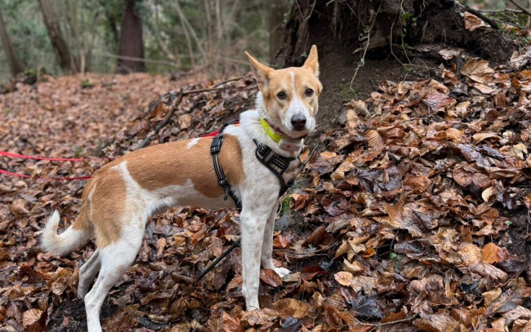 Sam – Visible en famille d&rsquo;accueil