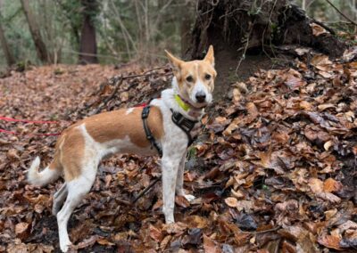 Sam – Visible en famille d&rsquo;accueil