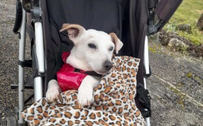 Sibelle – Visible en famille d&rsquo;accueil