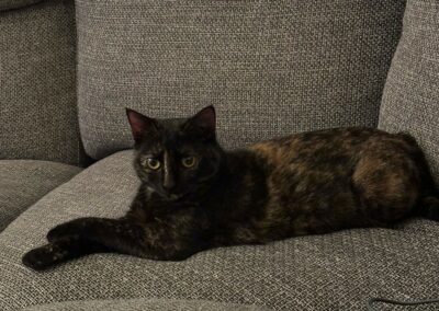 Ollie – Visible en famille d&rsquo;accueil