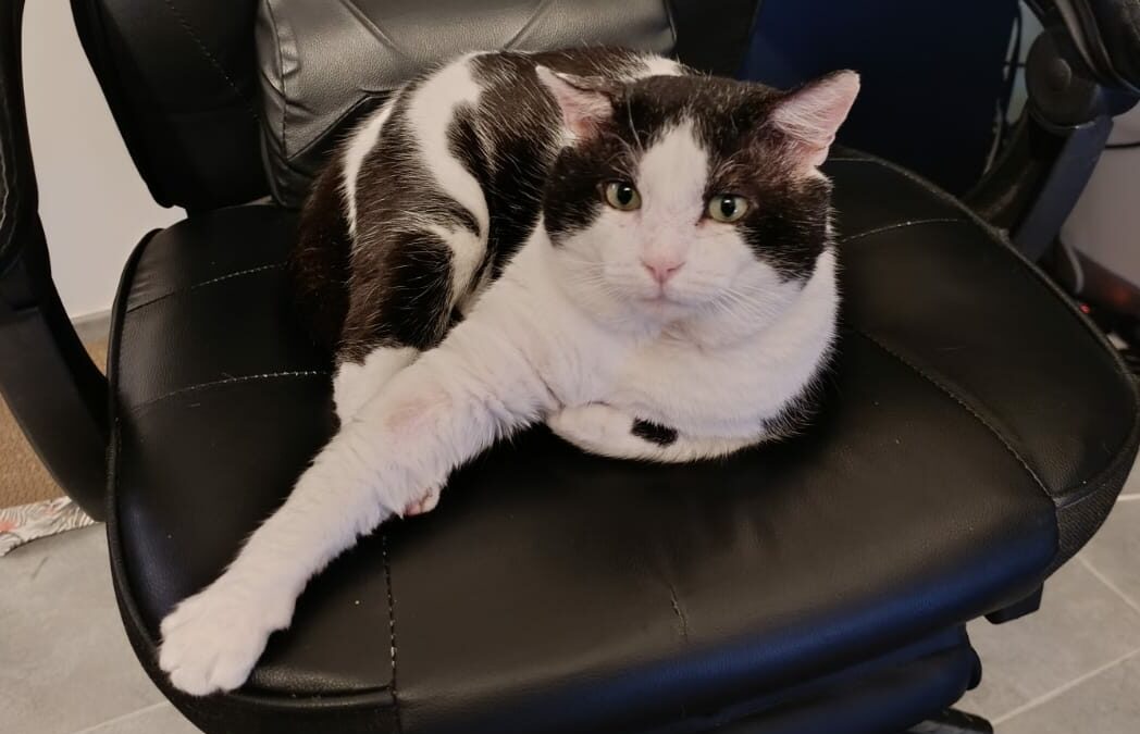 Antonyo – Visible en famille d&rsquo;accueil