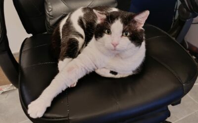 Antonyo – Visible en famille d&rsquo;accueil