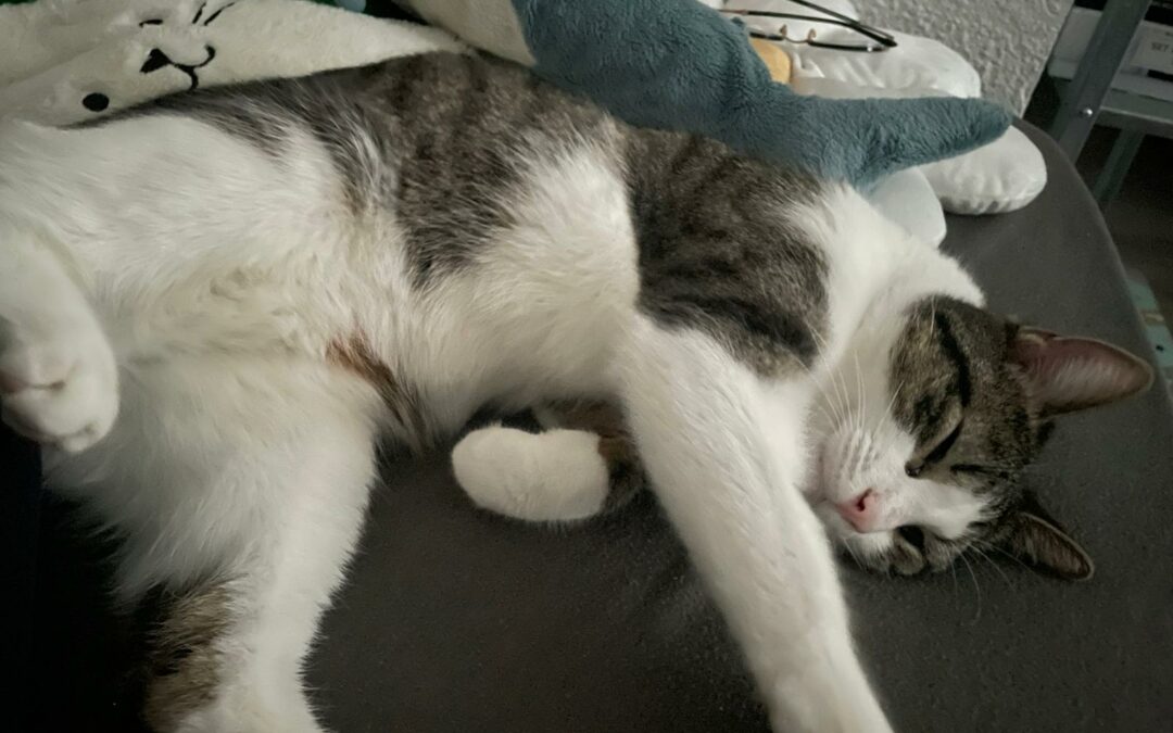 Miou – Visible en famille d&rsquo;accueil