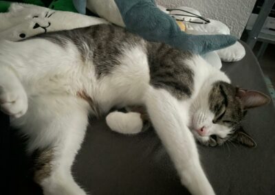 Miou – Visible en famille d&rsquo;accueil