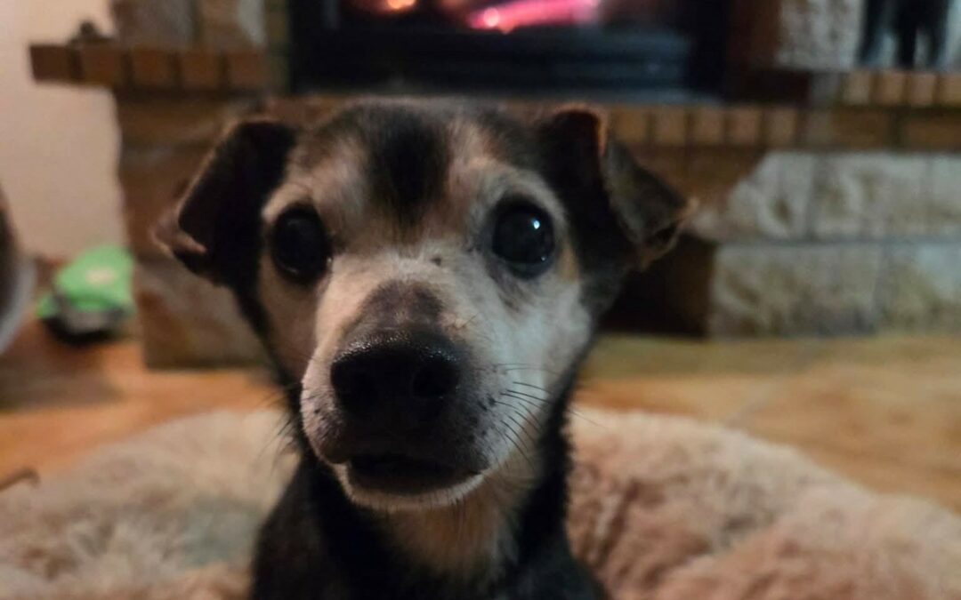 Winny – Visible en famille d&rsquo;accueil