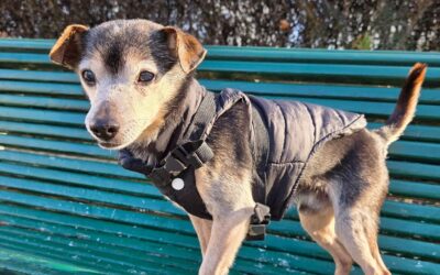 Winny – Adopté en Mars 2026