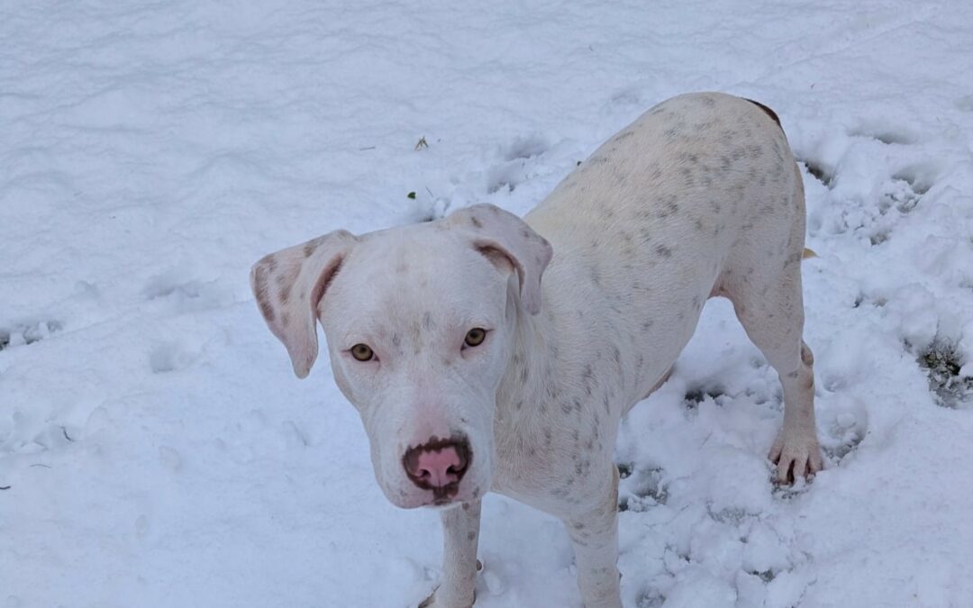 Zephyr – Visible en famille d&rsquo;accueil