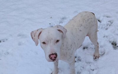 Zephyr – Visible en famille d&rsquo;accueil