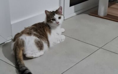 Abricota – Visible en famille d’accueil