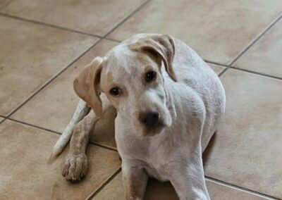 Alys – Dossier en cours