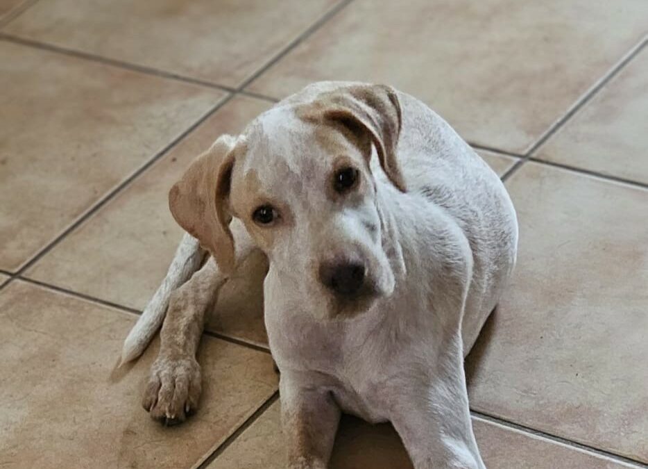 Alys – Visible en famille d&rsquo;accueil