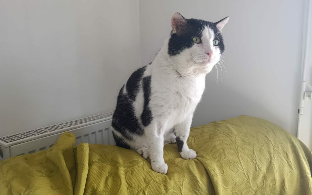 Antonyo – Visible en famille d&rsquo;accueil