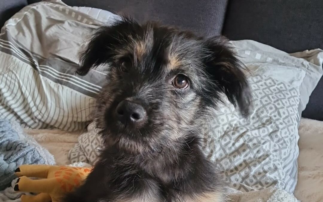 Bahia – Visible en famille d&rsquo;accueil