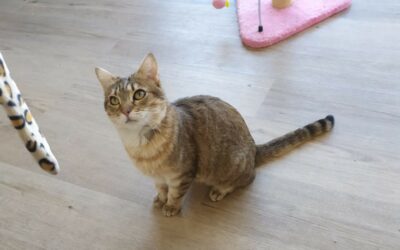 Bichoutte – Visible en famille d&rsquo;accueil