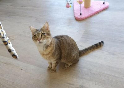 Bichoutte – Visible en famille d&rsquo;accueil